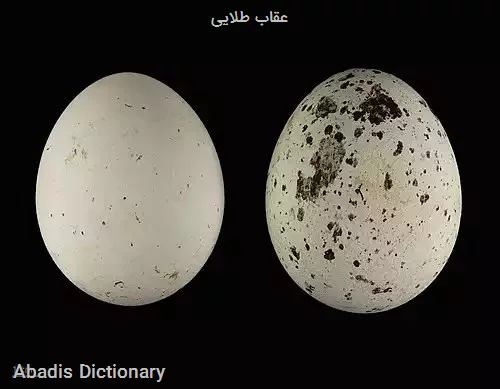 عقاب طلایی